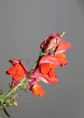 Antirrhinum majus flower