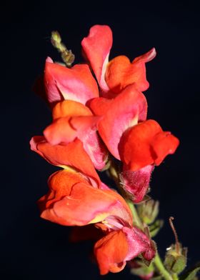 Red flower blossoms macro