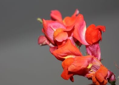 Red Antirrhinum flowering