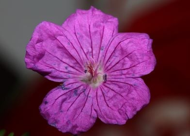 Flower blossoming close up