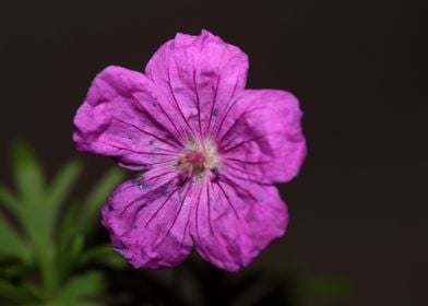 Geranium purple flowering