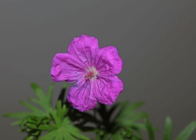 Flower close up blossoming