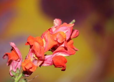 Antirrhinum flower macro