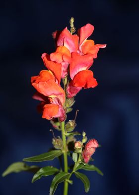 Red Antirrhinum flowering