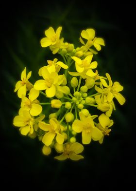 Yellow rapeseed bouquet