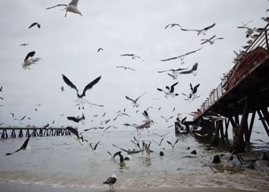 Seagulls in panic