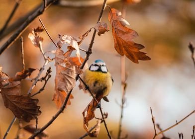 Blue Tit