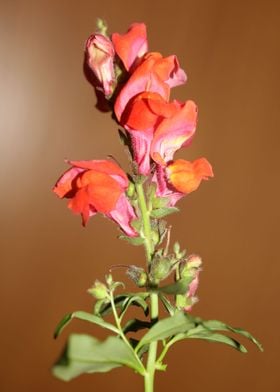 Red flower blossom macro