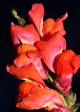 Antirrhinum majus blossom