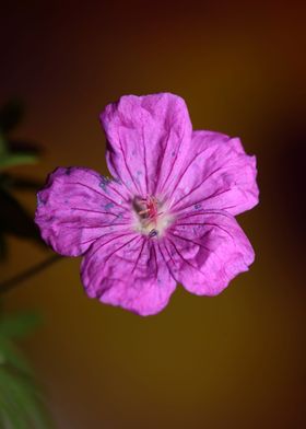 Geranium flower close up