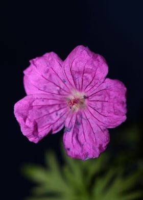 Purple geranium background