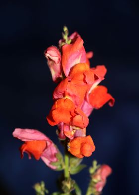 Red flower blossoms macro