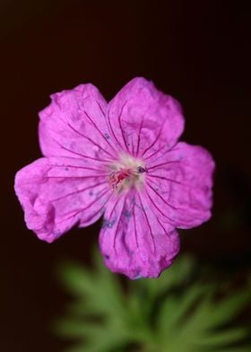 Flower blossoming close up