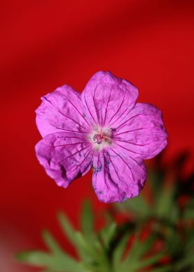 Flower close up blossoming