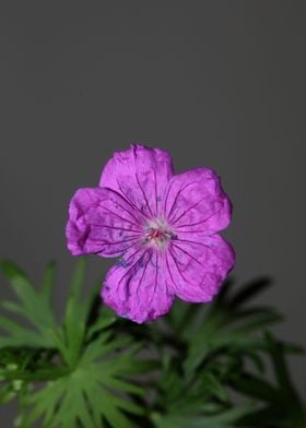 Purple geranium background