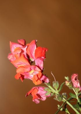 Antirrhinum majus blossom