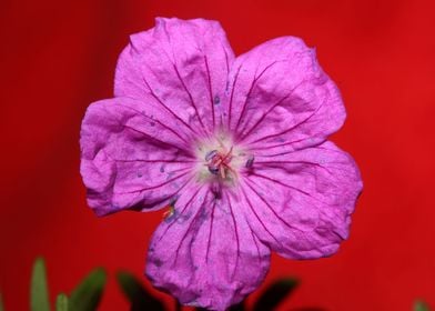 Flower close up blossoming