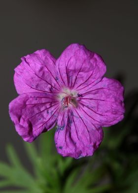 Geranium flower blossoming