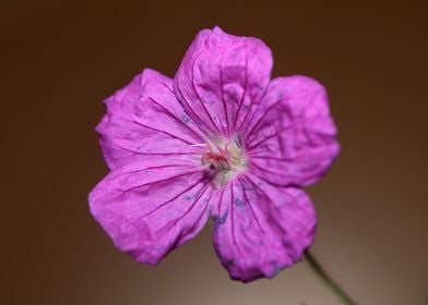 Geranium flower close up