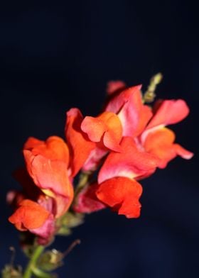 Red Antirrhinum flowering