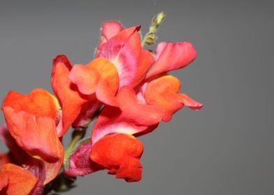 Antirrhinum majus blossom