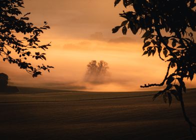 Foggy Sunrise