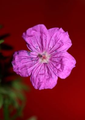 Purple geranium background