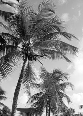 Caribbean Palm Trees Dream