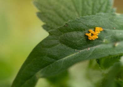 Ladybug eggs