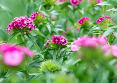 Flower field