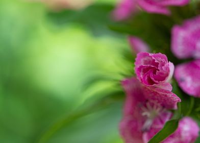 Pink flower bud