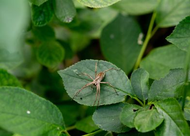 Nursery Web Spider on Leaf