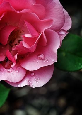 Pink rose after rain