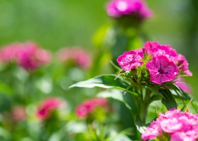 Pink flowers