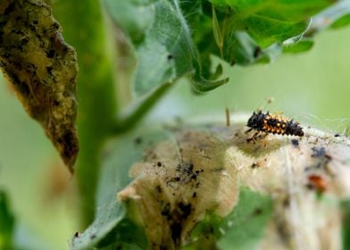 Ladybug Larva