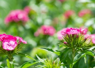 Pink flowers