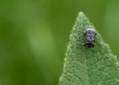 scarab beetle