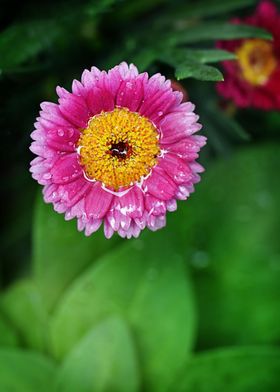 Pink flower after rain