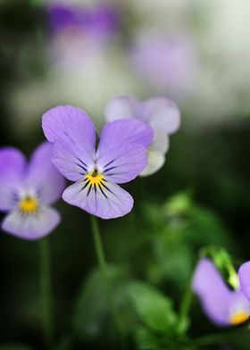 Dainty purple flower