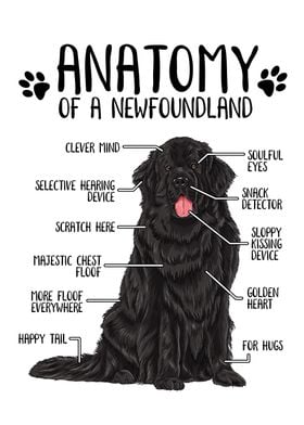 Anatomy of a Newfoundland
