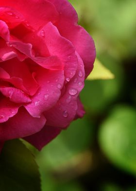 Rose with rain drops