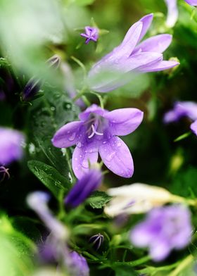 Purple bush flowers