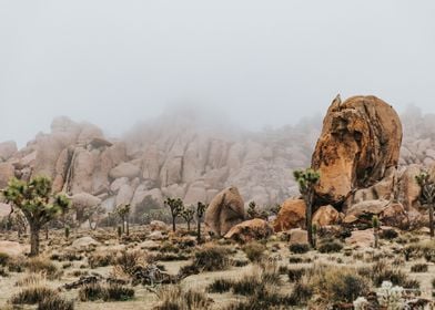 Desert Landscape