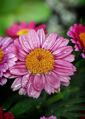 Pink flowers after rain