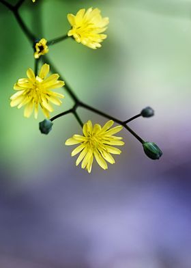 Yellow petite flower