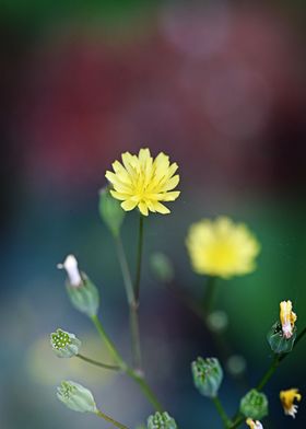 Sweet yellow flower