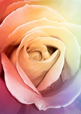 Pastel rainbow rose