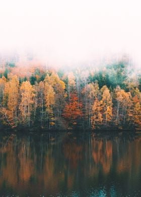 Fall Forest Landscape