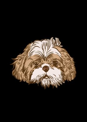 Shihtzu dog