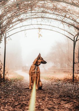 Foggy Dog